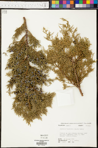 Juniperus silicicola image