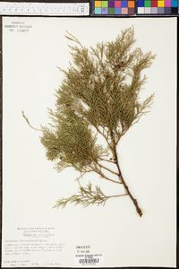 Juniperus silicicola image