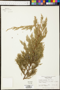 Juniperus silicicola image