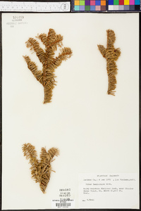 Abies lasiocarpa image