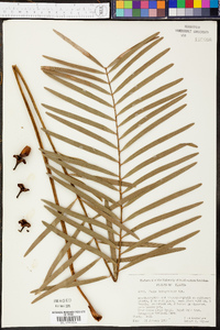 Zamia integrifolia image