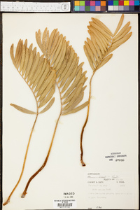 Zamia pumila subsp. pumila image