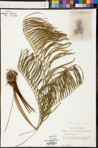 Zamia pumila image