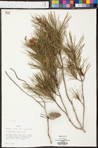 Pinus clausa image