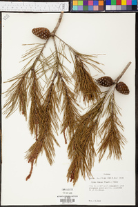 Pinus clausa image