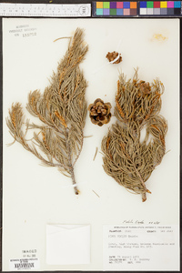 Pinus edulis image