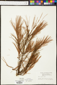 Pinus glabra image