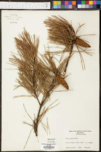 Pinus glabra image