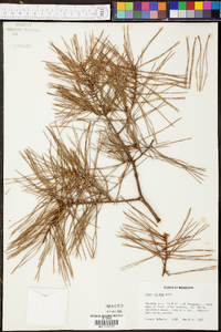 Pinus glabra image