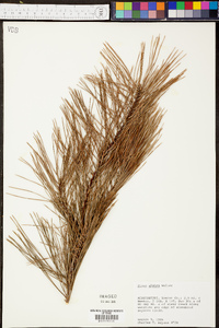 Pinus glabra image