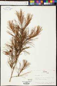 Pinus glabra image