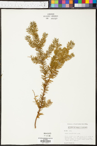 Taxus canadensis image