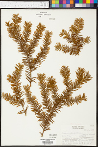 Taxus canadensis image