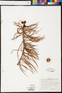 Taxodium ascendens image