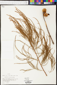 Taxodium ascendens image