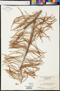 Taxodium ascendens image