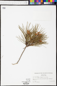 Pinus clausa image