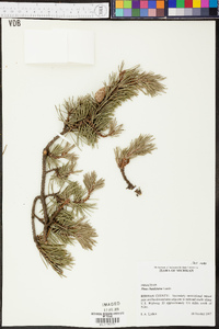 Pinus banksiana image