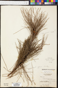 Pinus echinata image