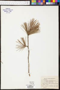 Pinus echinata image