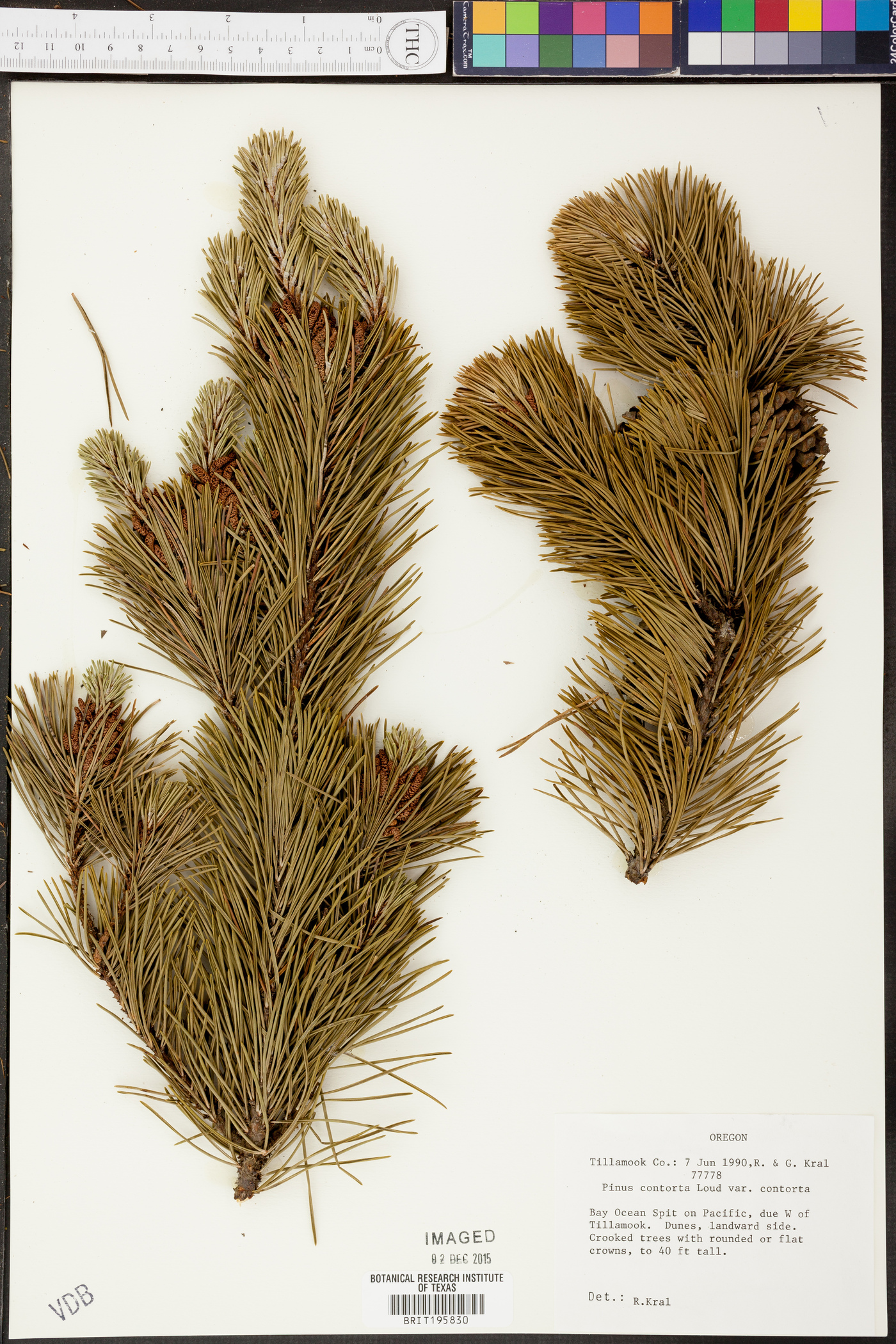 Pinus contorta subsp. contorta image