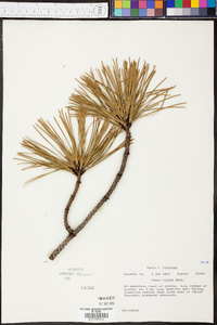 Pinus rigida image