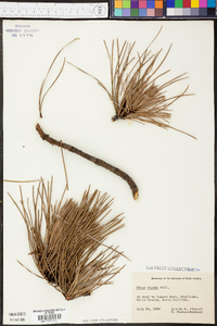 Pinus rigida image