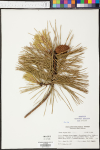 Pinus rigida image