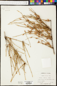 Ephedra trifurca image