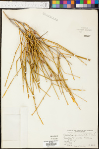 Ephedra fasciculata image