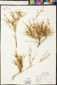 Ephedra fasciculata image
