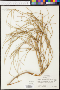 Ephedra antisyphilitica image