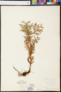 Thuja occidentalis image