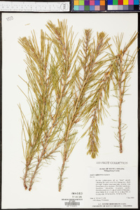 Pinus serotina image