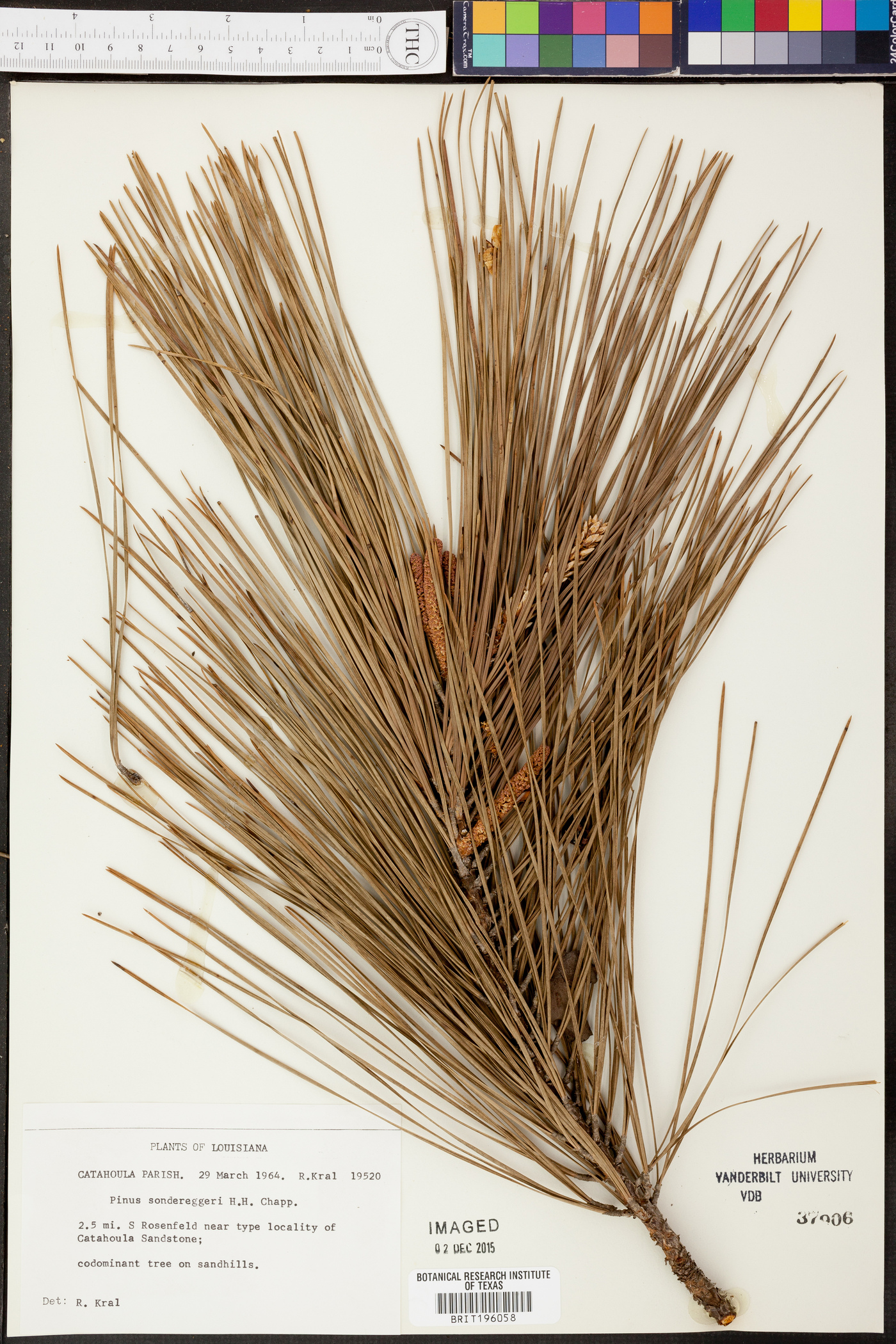 Pinus × sondereggeri image