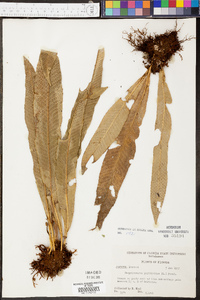 Campyloneurum phyllitidis image