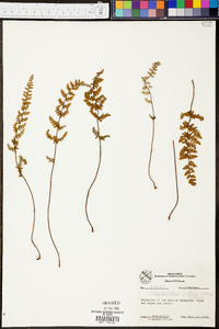 Cheilanthes vestita image