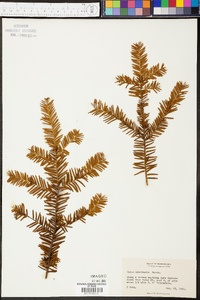 Taxus canadensis image