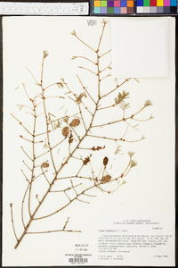 Tsuga canadensis image