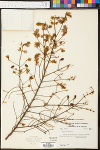 Tsuga canadensis image