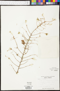 Tsuga canadensis image