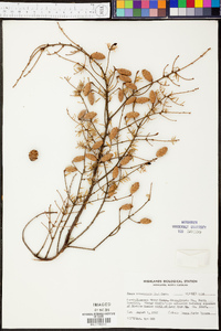 Tsuga canadensis image