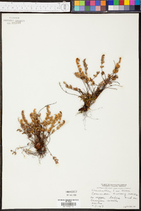 Myriopteris gracilis image