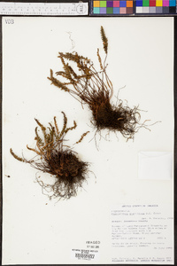 Myriopteris gracillima image