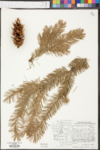 Pseudotsuga menziesii image