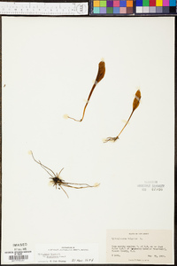 Ophioglossum pusillum image