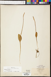 Ophioglossum pusillum image