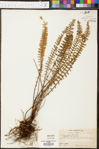 Myriopteris aurea image