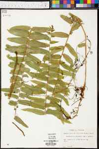 Nephrolepis biserrata image