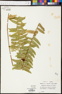 Nephrolepis exaltata image